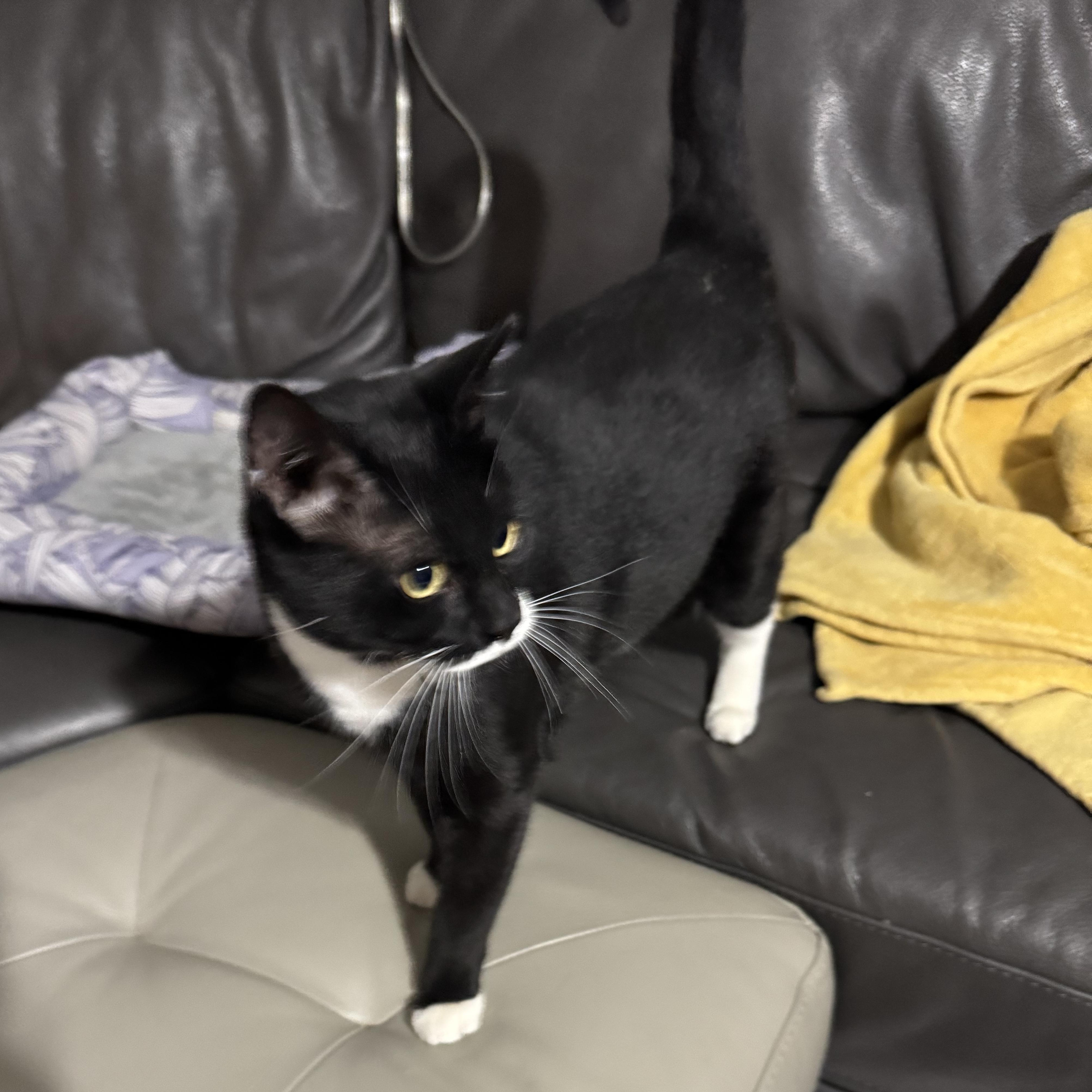 Melanie, a ADOPTABLE Tuxedo in Hartford, CT image 2/4