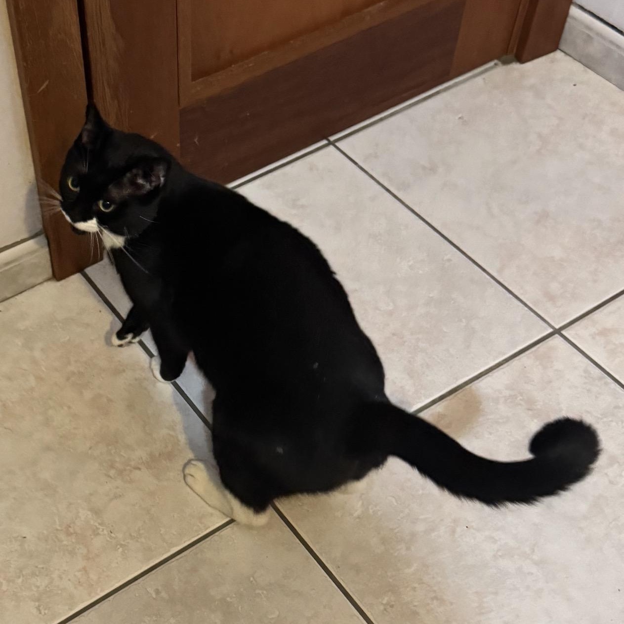 Melanie, a ADOPTABLE Tuxedo in Hartford, CT image 4/4