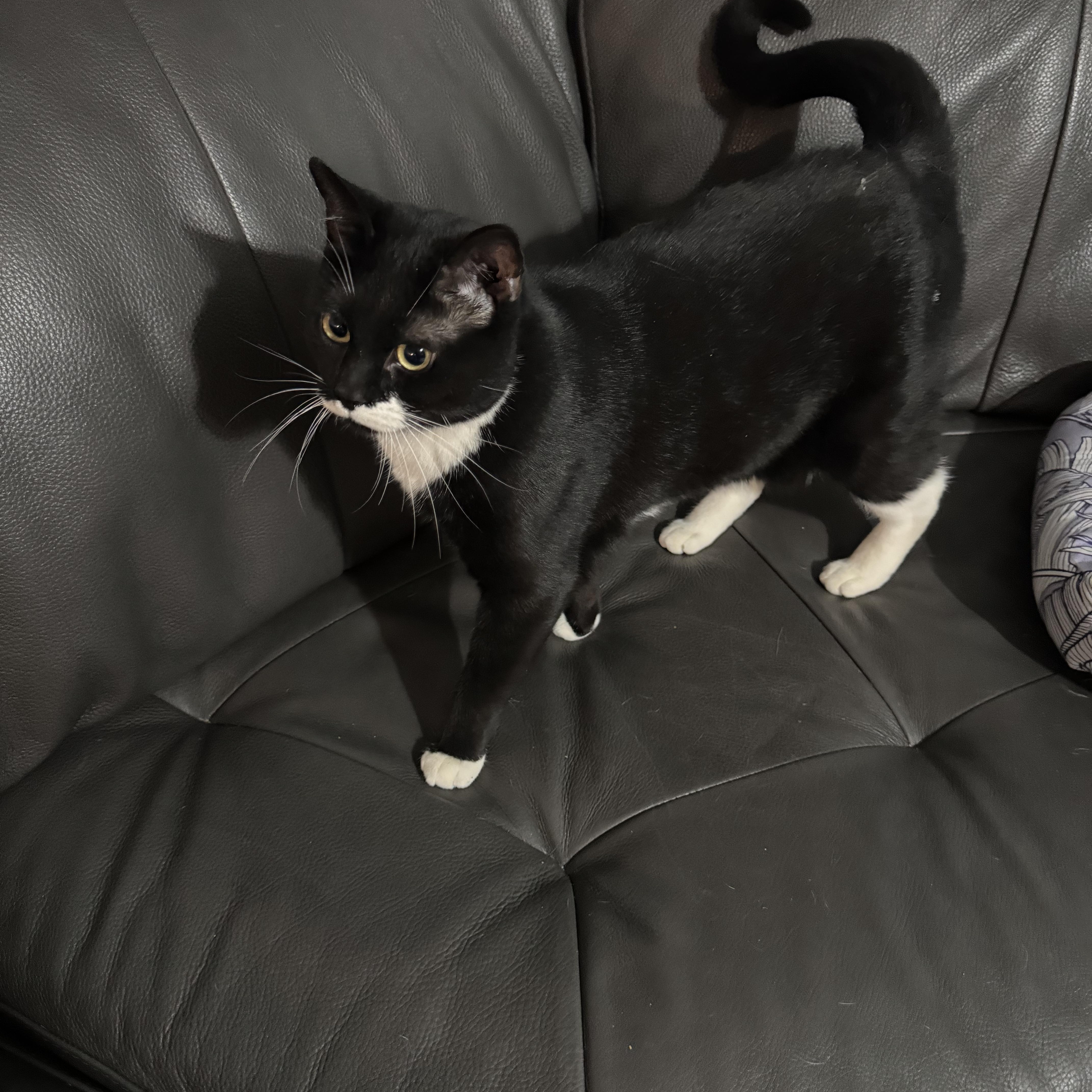 Melanie, a ADOPTABLE Tuxedo in Hartford, CT image 3/4