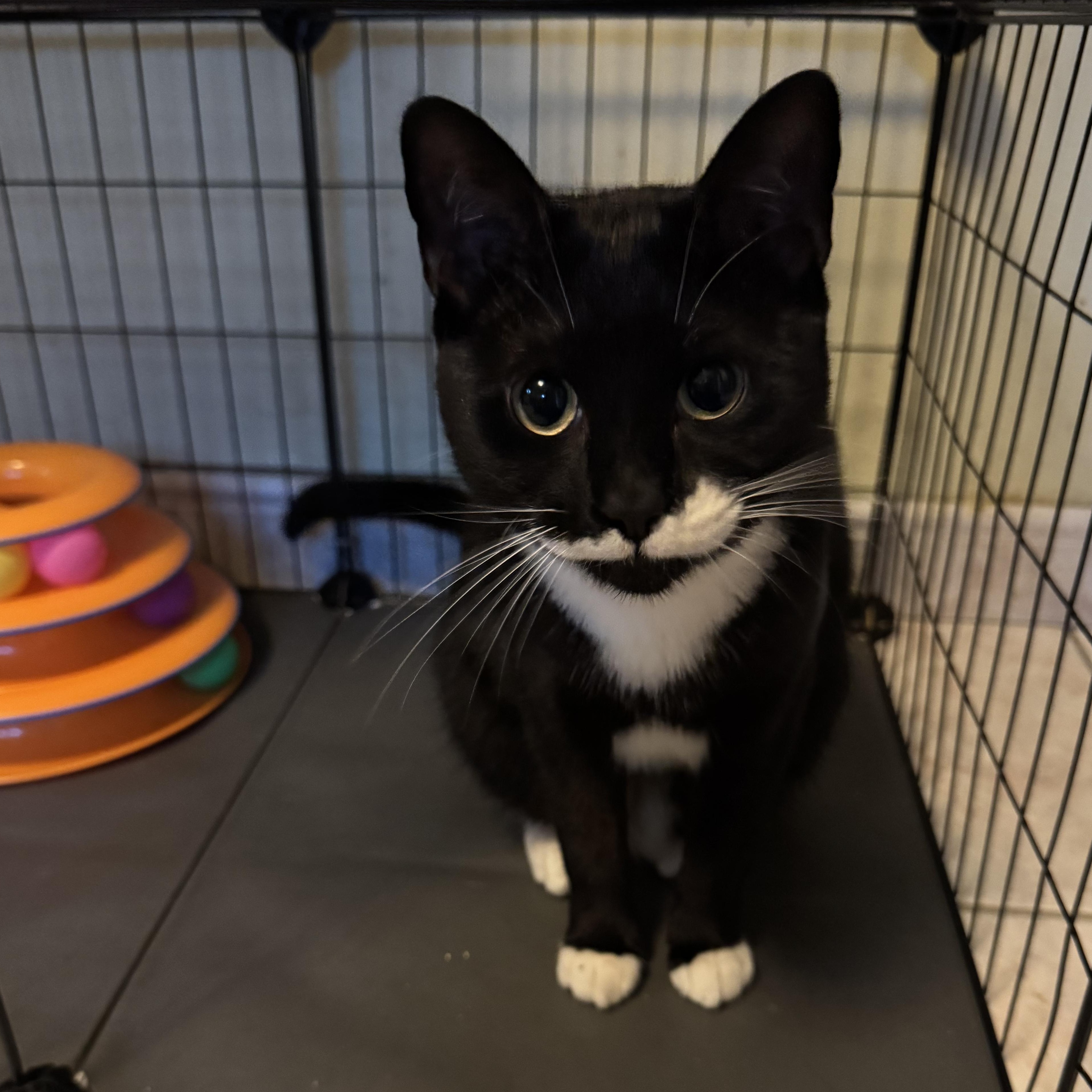 Melanie, ADOPTABLE, Young Female Tuxedo.