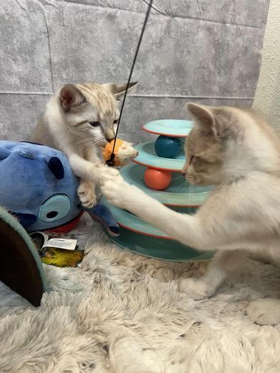 Stormy & Chai photo 3