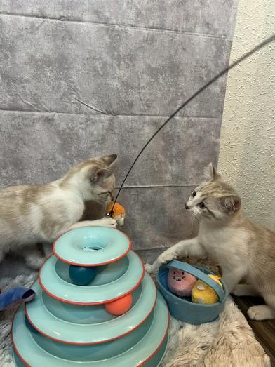 Stormy & Chai photo 2