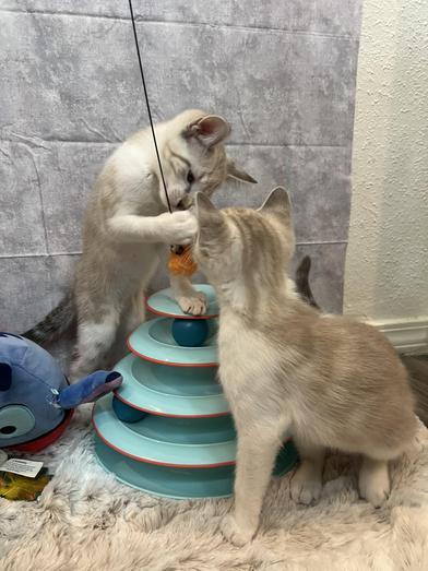 Stormy & Chai, Baby Male Siamese