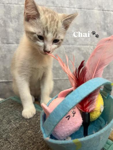 Stormy & Chai photo 4
