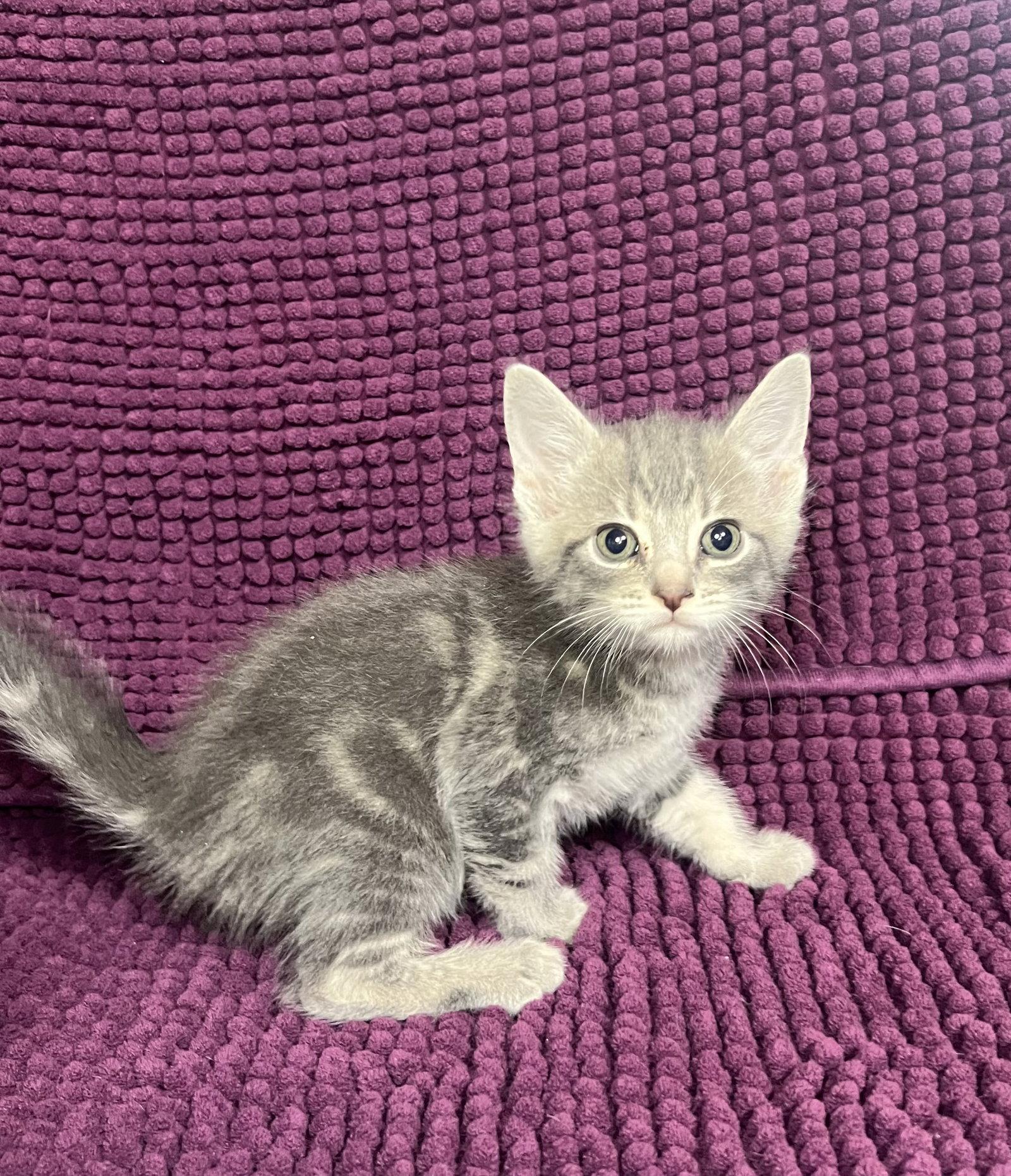 Enlarge Parker, a Adoptable Domestic Short Hair in Hammond, LA image 1/1