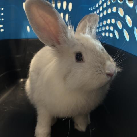Enlarge Alannah, a Adoptable Lionhead in Brighton, CO image 1/3