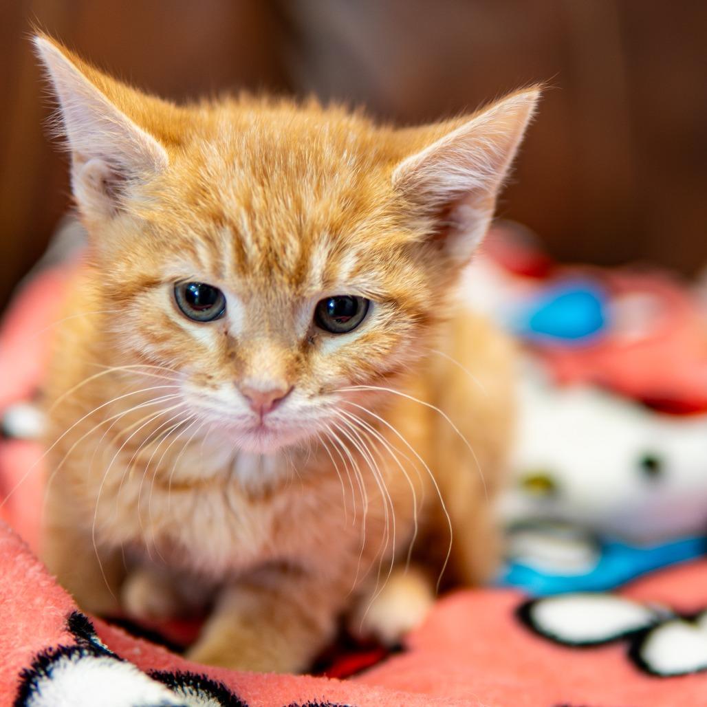 Flame, Adoptable, Kitten Female Domestic Short Hair.