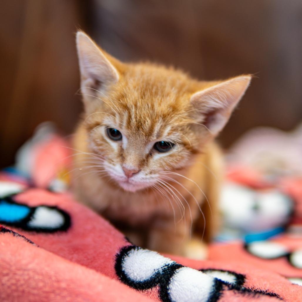 Flame, a Adoptable Domestic Short Hair in Emporia, KS image 2/3