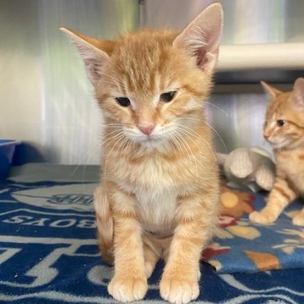 Flame, a Adoptable Domestic Short Hair in Emporia, KS image 3/3