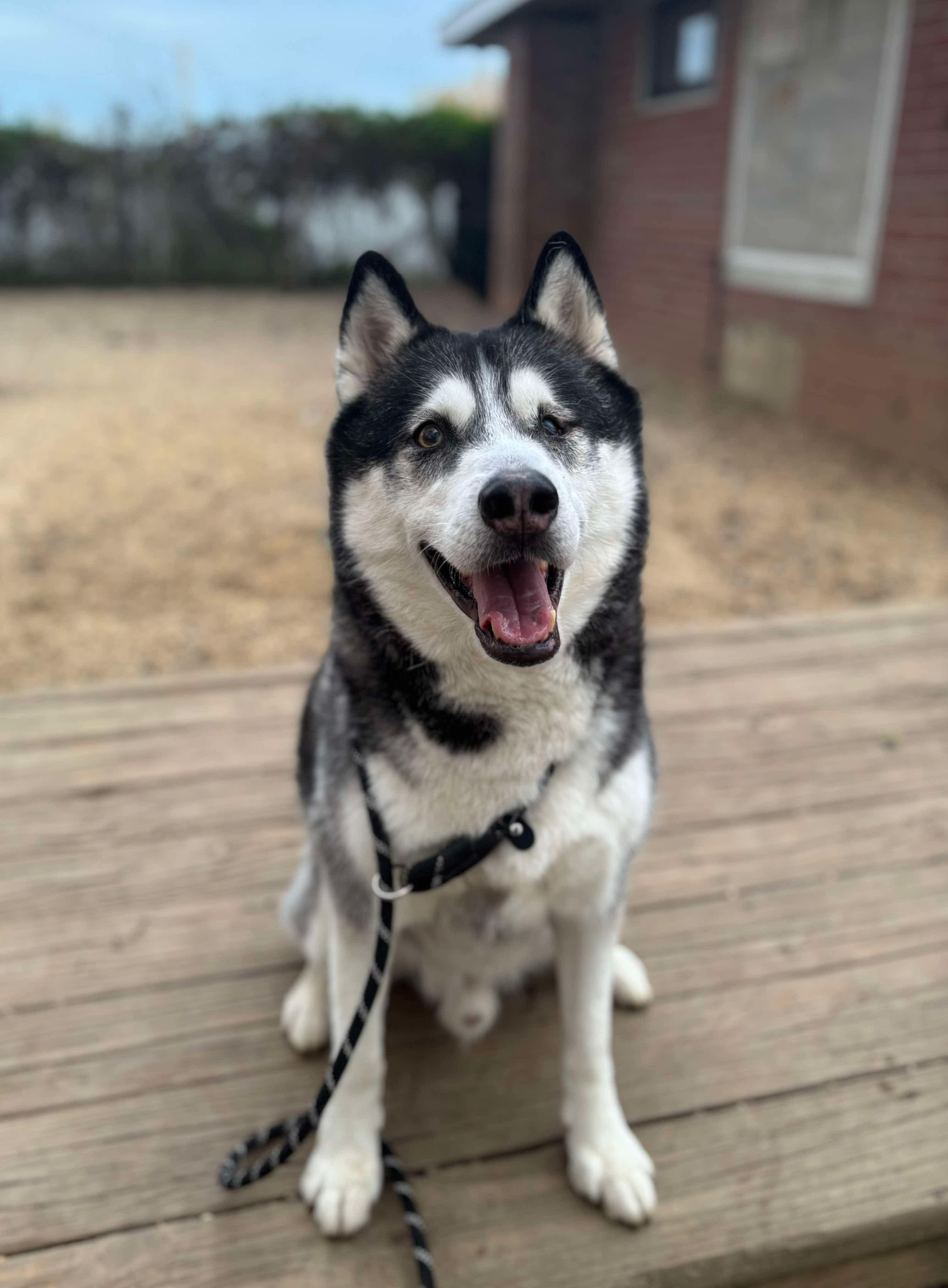 Larz, a Adoptable Siberian Husky in Matawan, NJ image 1/3