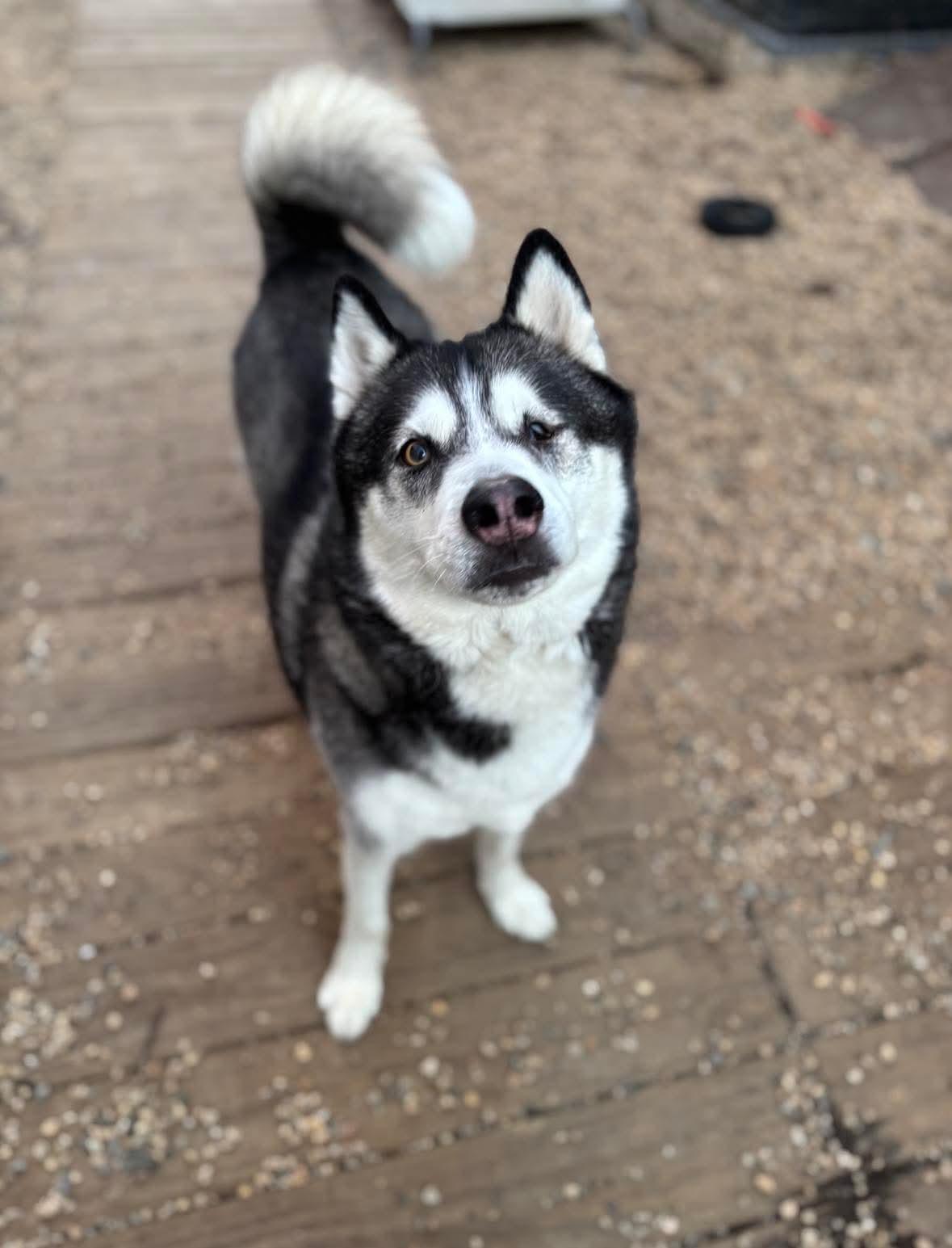 Larz, a Adoptable Siberian Husky in Matawan, NJ image 2/3