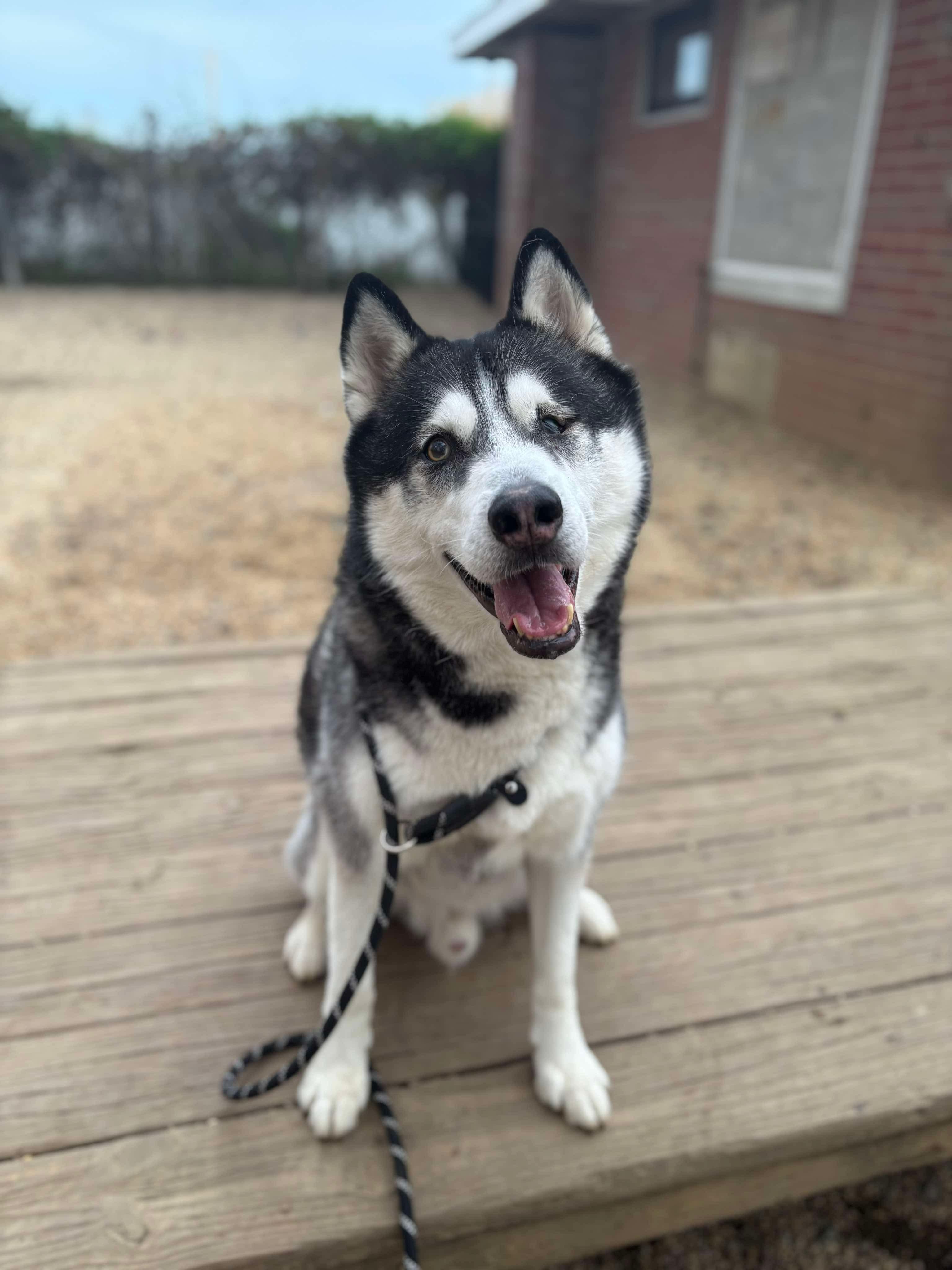 Larz, a Adoptable Siberian Husky in Matawan, NJ image 3/3