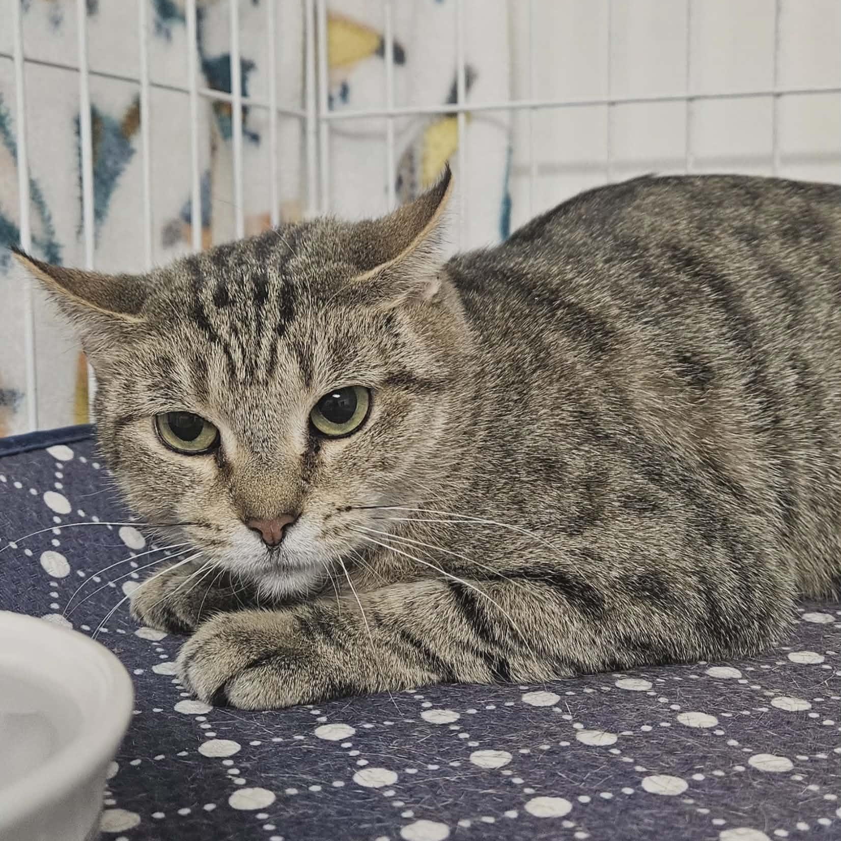 Enlarge Kennedy, a ADOPTABLE Domestic Short Hair in Wapakoneta, OH image 2/2