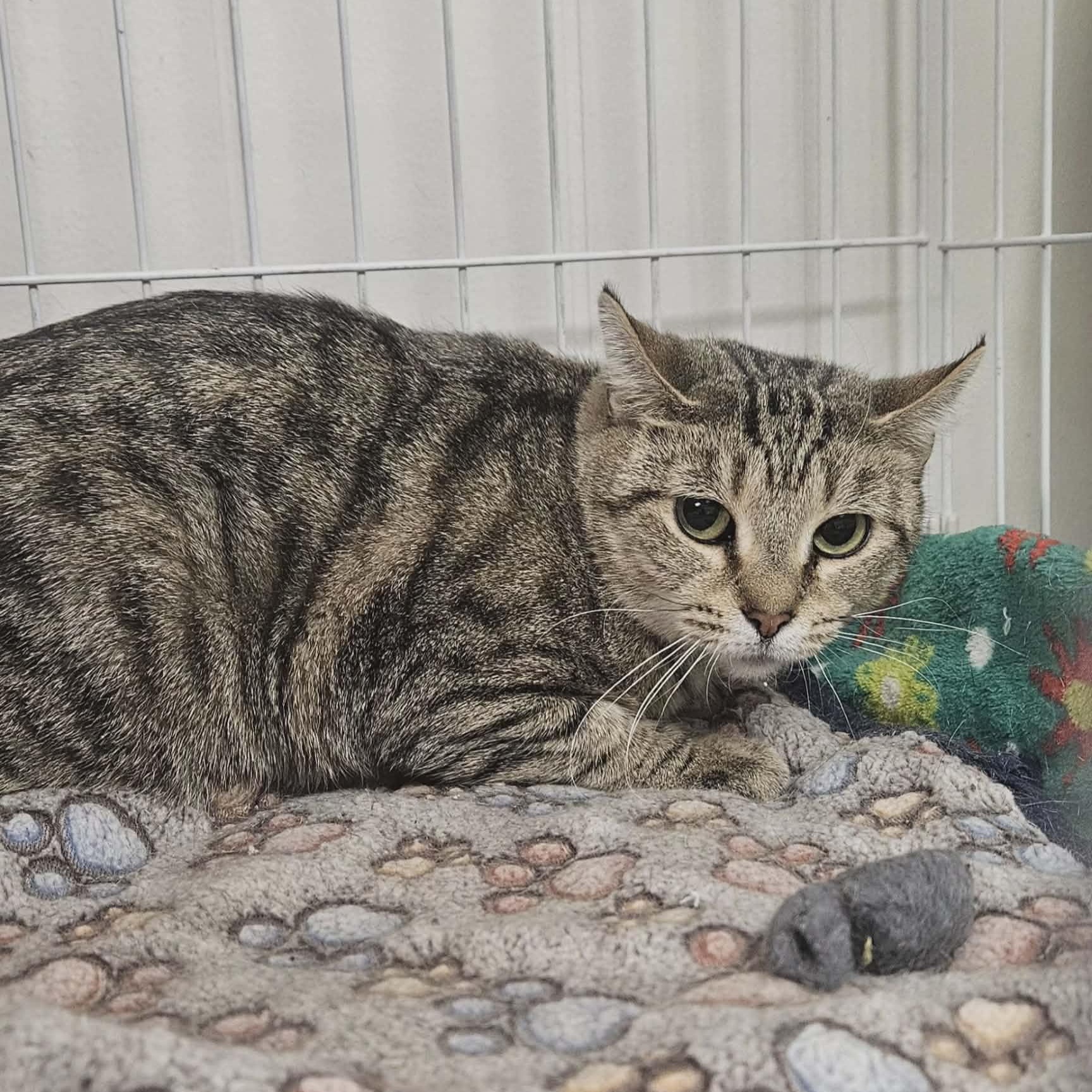 Enlarge Kennedy, a ADOPTABLE Domestic Short Hair in Wapakoneta, OH image 1/2