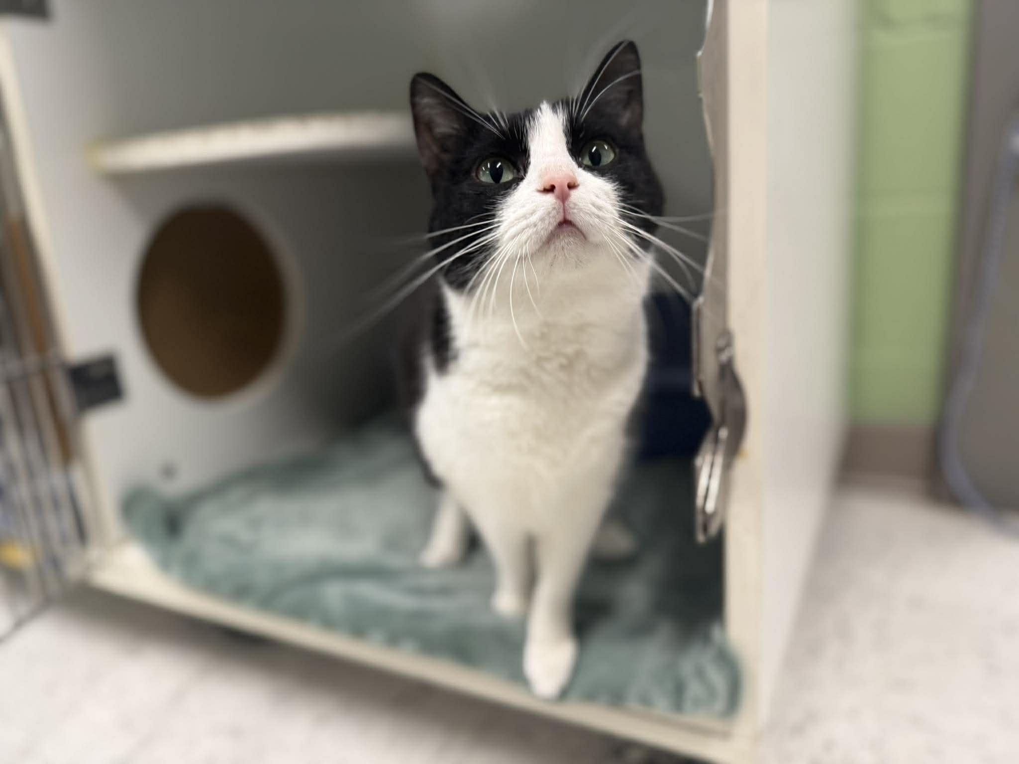 Enlarge Duffy, an adopted Domestic Short Hair in Leitchfield, KY image 2/2