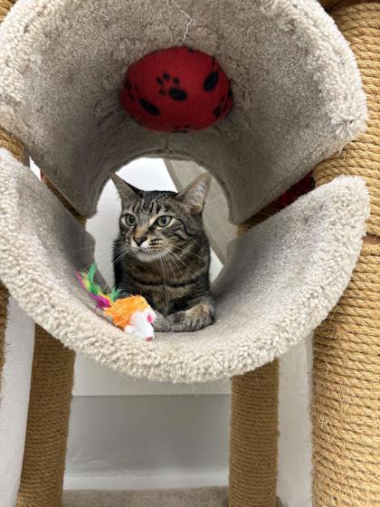 Rocket, Adoptable, Adult Male Domestic Short Hair & Domestic Short Hair.