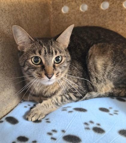 Rocket, Adoptable, Adult Male Domestic Short Hair & Domestic Short Hair.