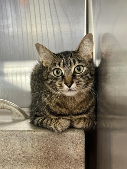Rocket, a Adoptable mixed breed in New Hope, PA image 2/2