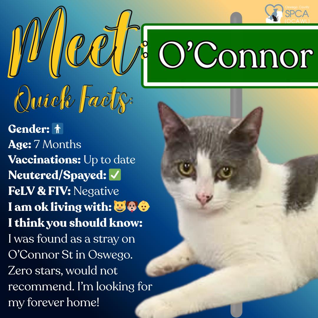 O'Connor, ADOPTABLE, Young Male Domestic Short Hair.