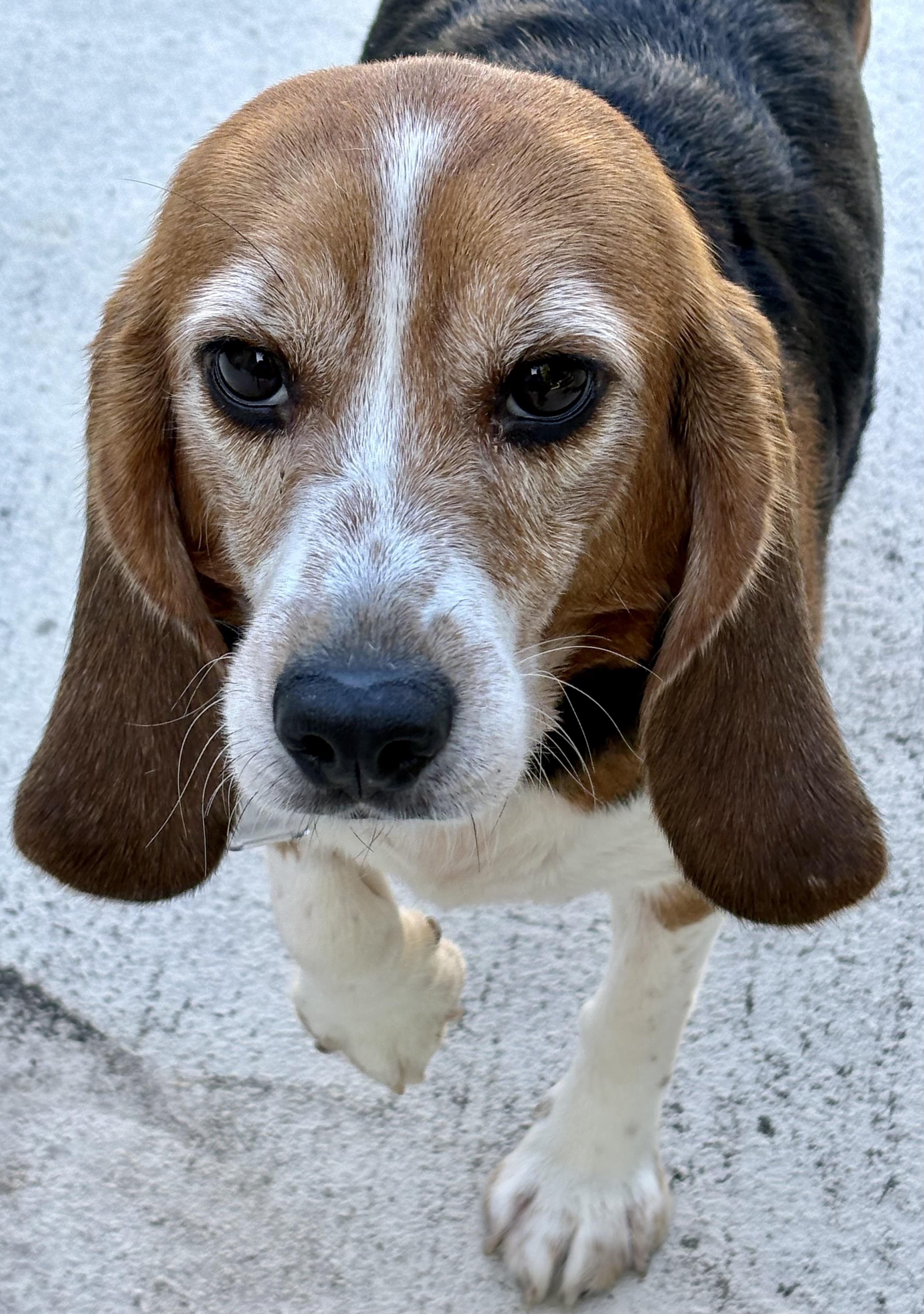 Enlarge Zoey, a Adoptable Beagle in South Plainfield, NJ image 1/2