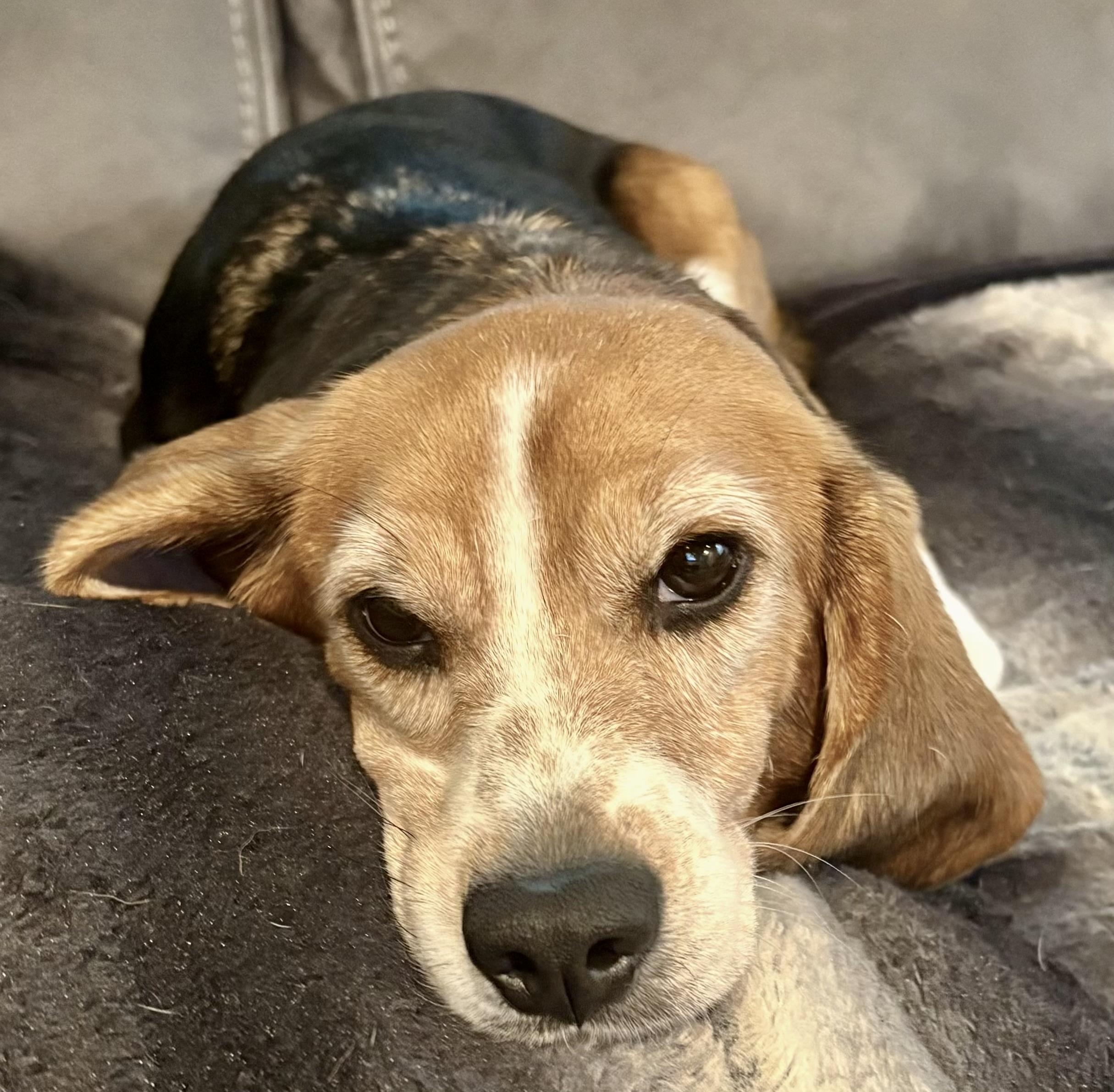 Enlarge Zoey, a Adoptable Beagle in South Plainfield, NJ image 2/2