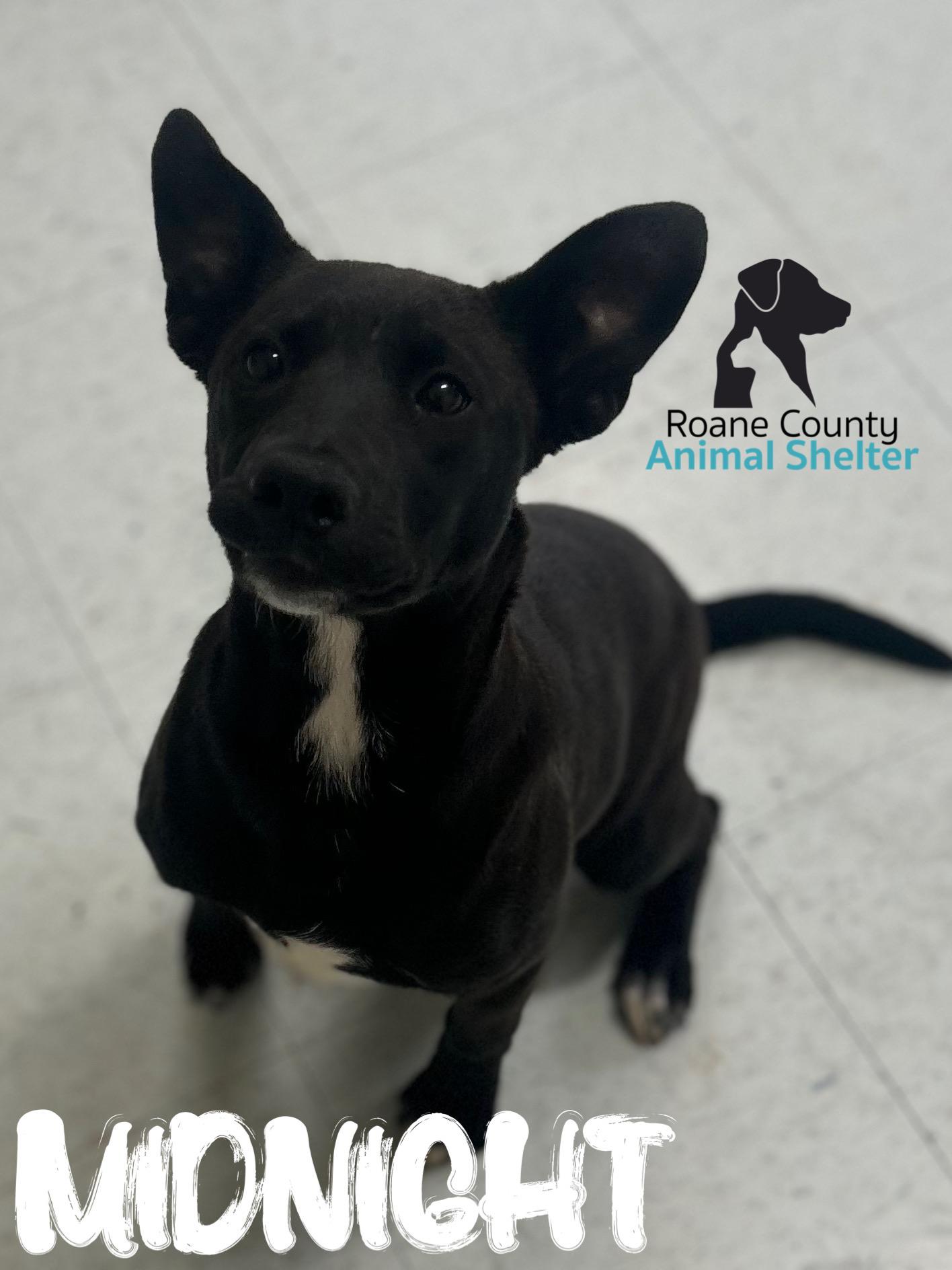 Midnight , Adoptable, Young Female Pit Bull Terrier & Black Labrador Retriever.