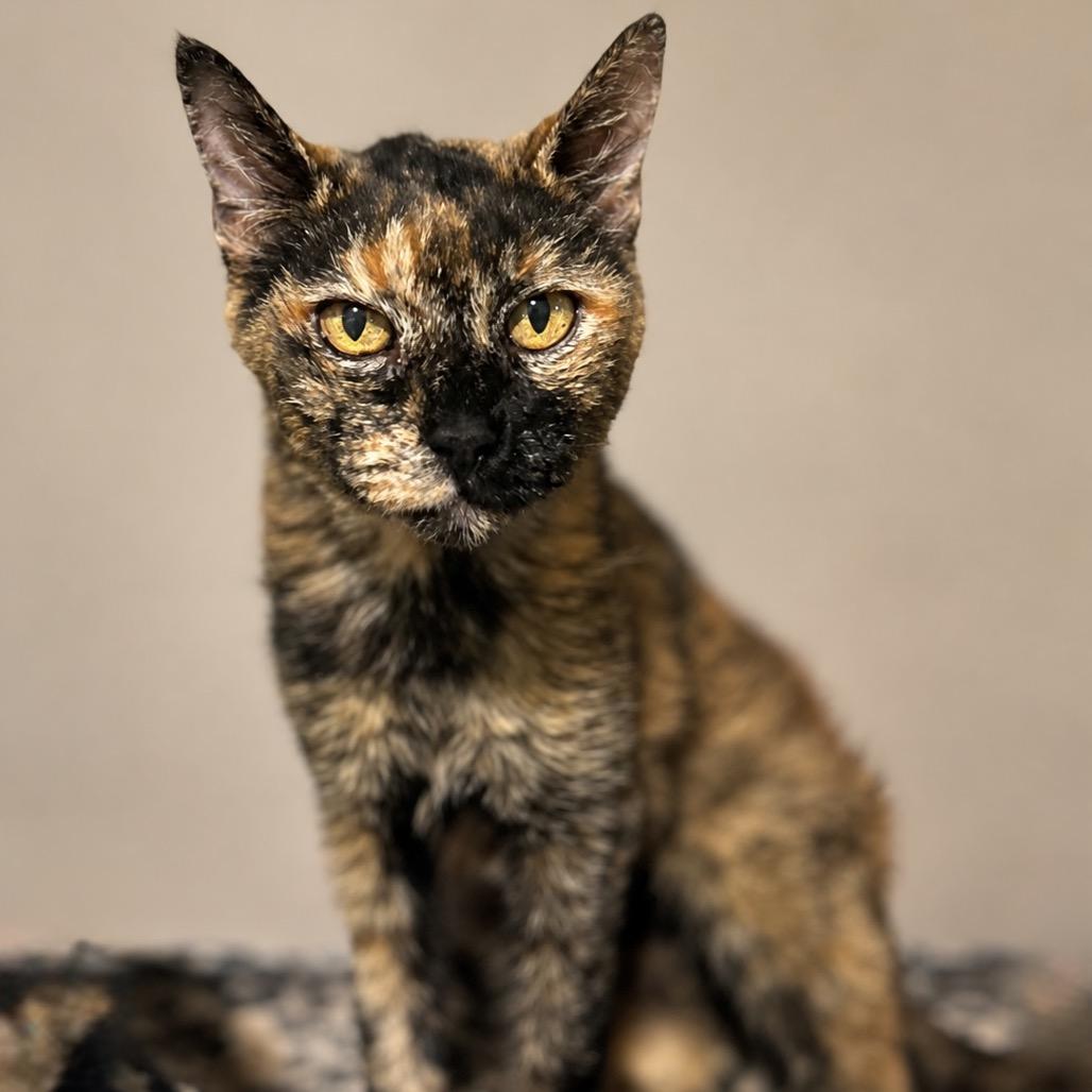 Birdie, Adoptable, Senior Female Domestic Short Hair.