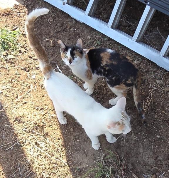 Enlarge Prism, a Adoptable Calico in Cut Bank, MT image 1/2