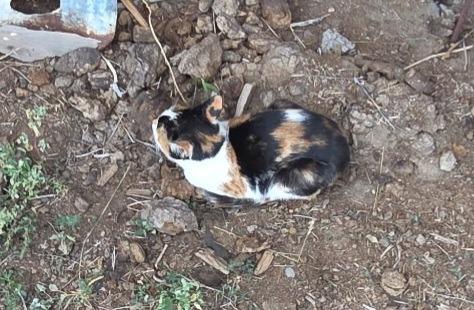 Enlarge Prism, a Adoptable Calico in Cut Bank, MT image 2/2