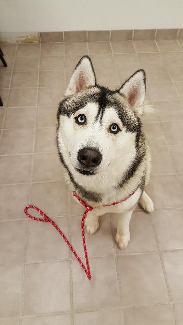 Enlarge Rocco Simon, a Adopted mixed breed in Findlay, OH image 1/3