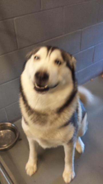 Enlarge Rocco Simon, a Adopted mixed breed in Findlay, OH image 2/3