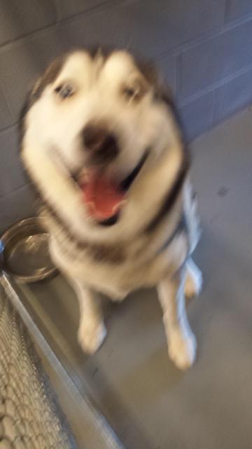 Enlarge Rocco Simon, a Adopted mixed breed in Findlay, OH image 3/3