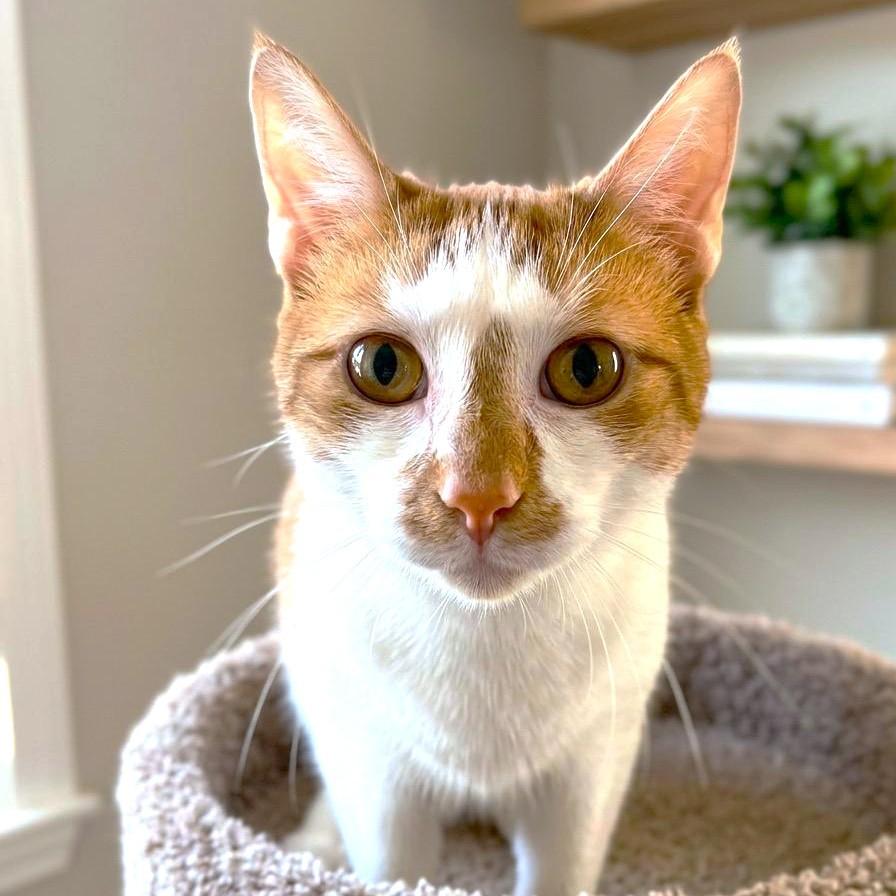 RUDOLPH (RUDY), Adoptable, Adult Male Turkish Van.