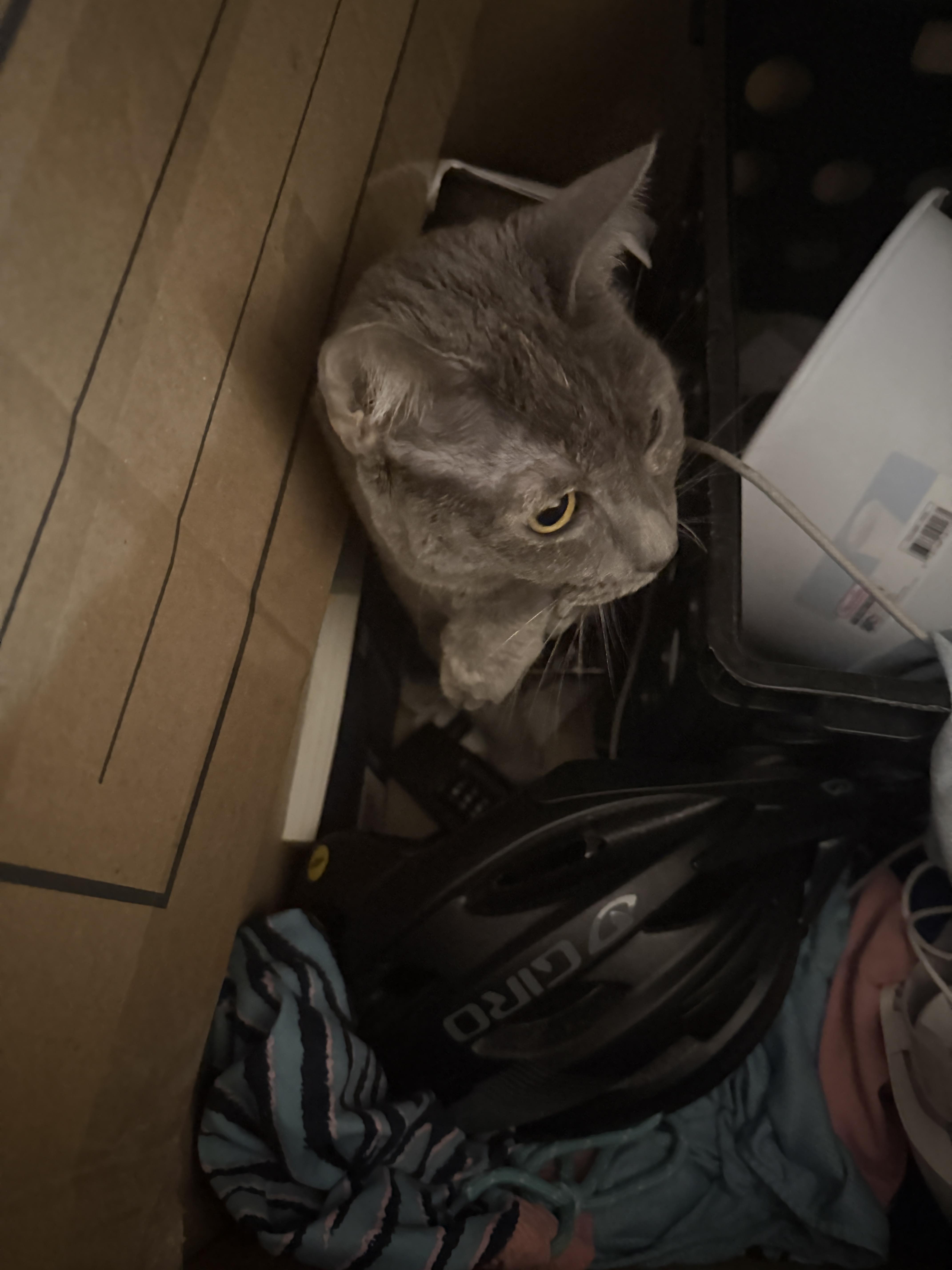 Cleo, a Adoptable Tortoiseshell in Los Osos, CA image 2/3