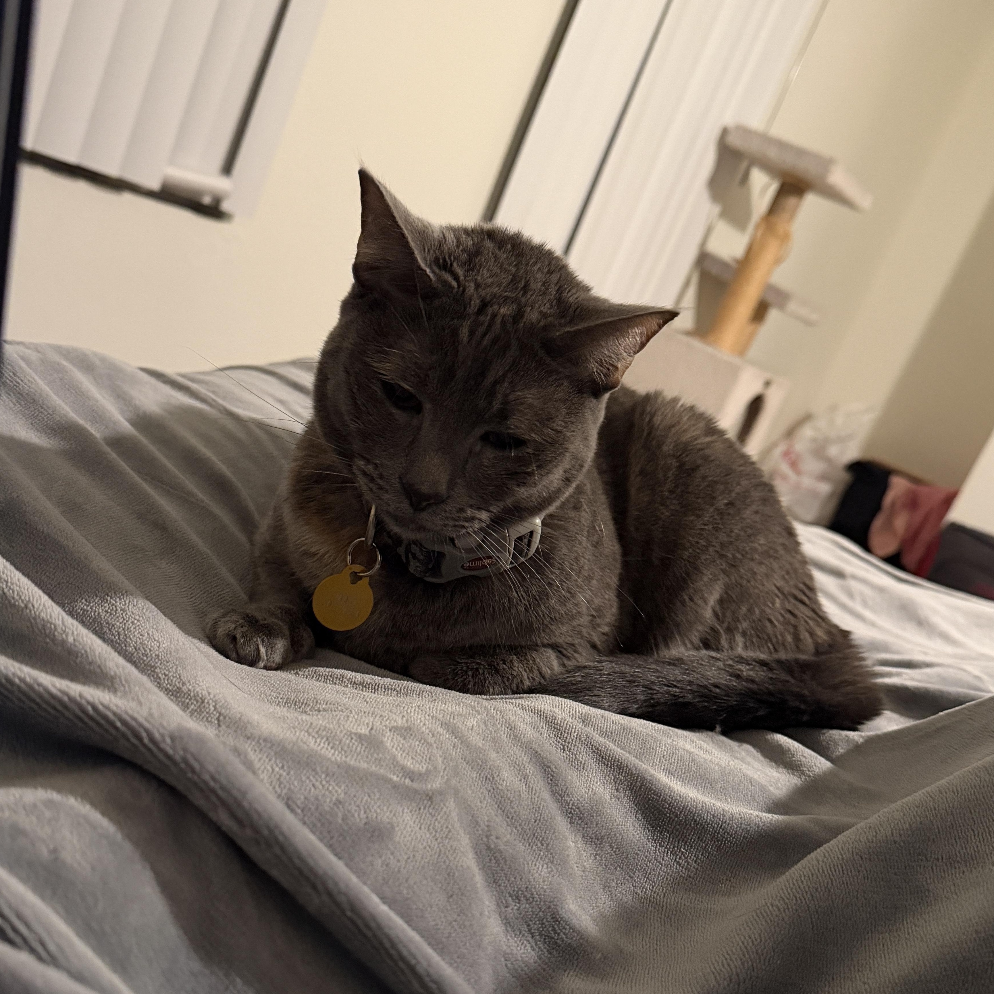 Cleo, a Adoptable Tortoiseshell in Los Osos, CA image 1/3