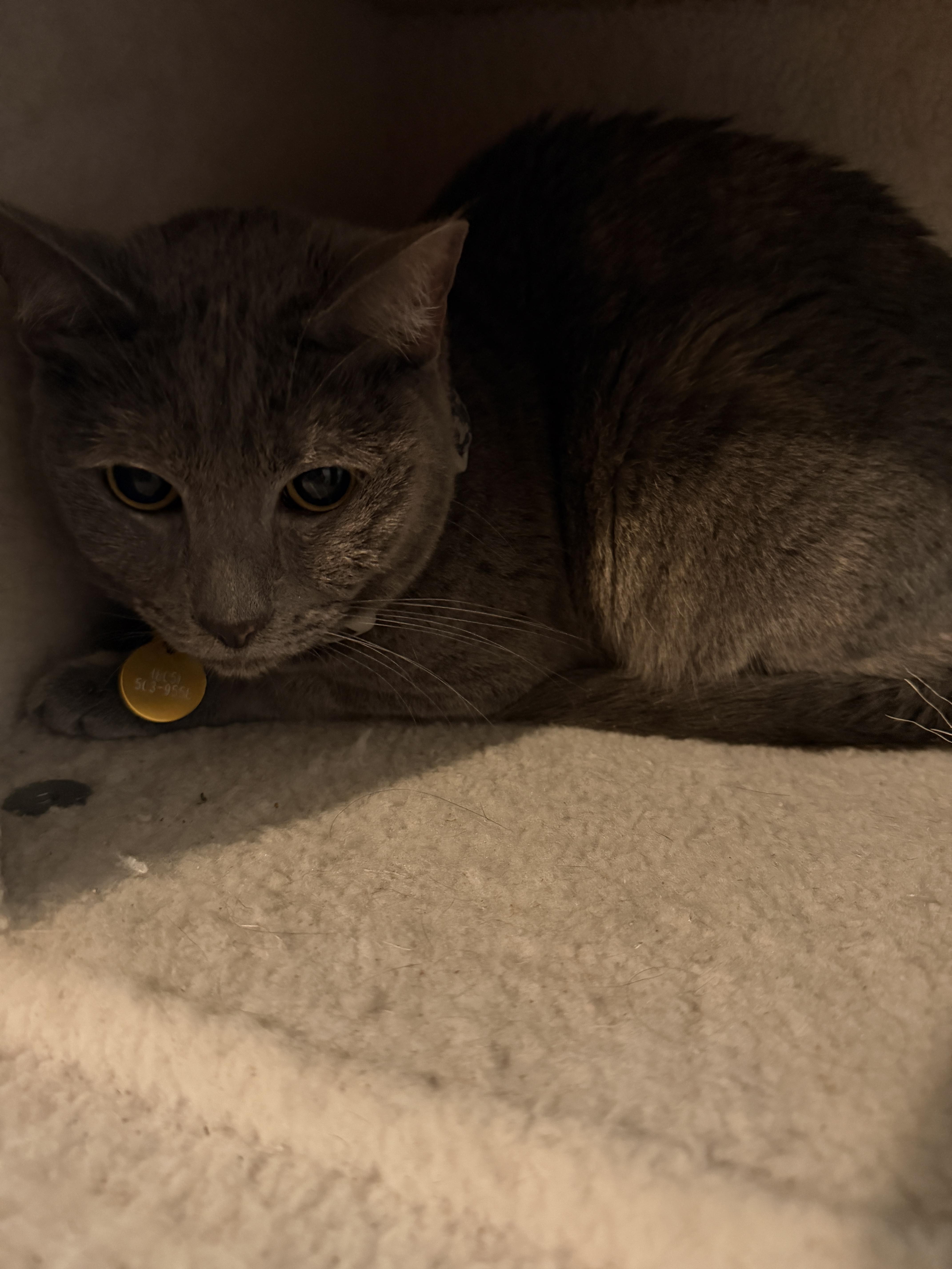 Cleo, a Adoptable Tortoiseshell in Los Osos, CA image 3/3