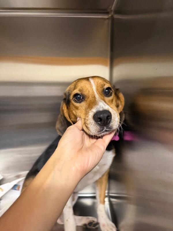 Enlarge Pollie, a Adoptable mixed breed in Aiken, SC image 1/4