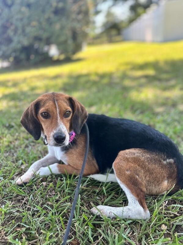 Enlarge Pollie, a Adoptable mixed breed in Aiken, SC image 2/4