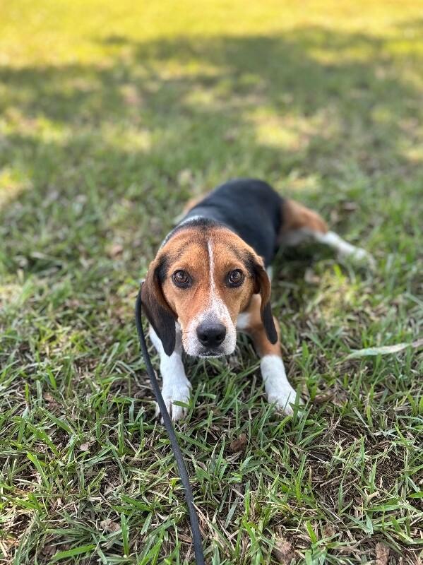 Enlarge Pollie, a Adoptable mixed breed in Aiken, SC image 3/4