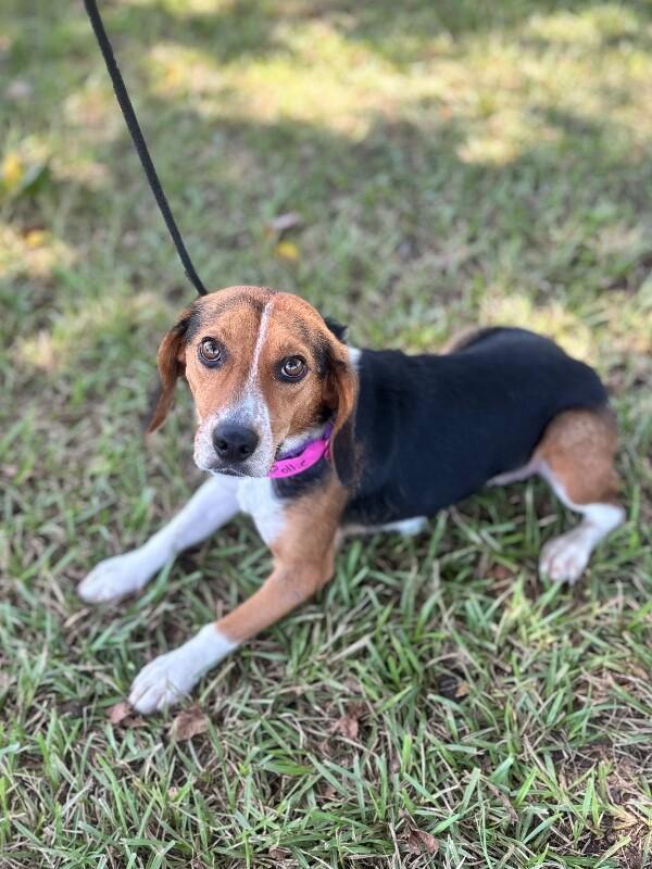 Enlarge Pollie, a Adoptable mixed breed in Aiken, SC image 4/4