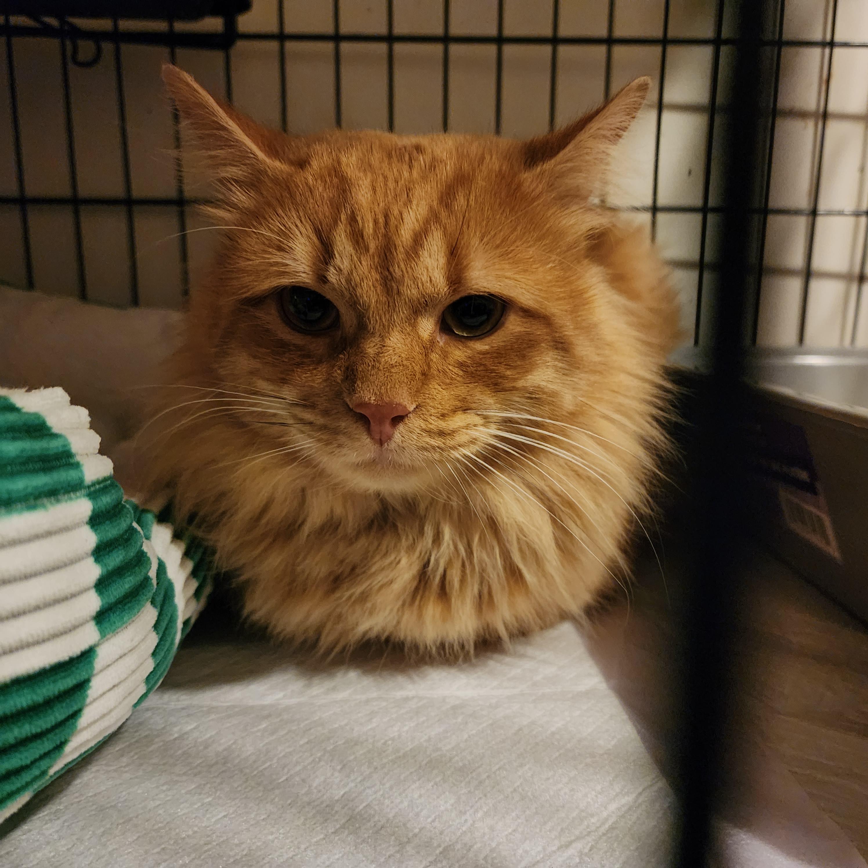 Huey, an adopted mixed breed in New York, NY image 1/4