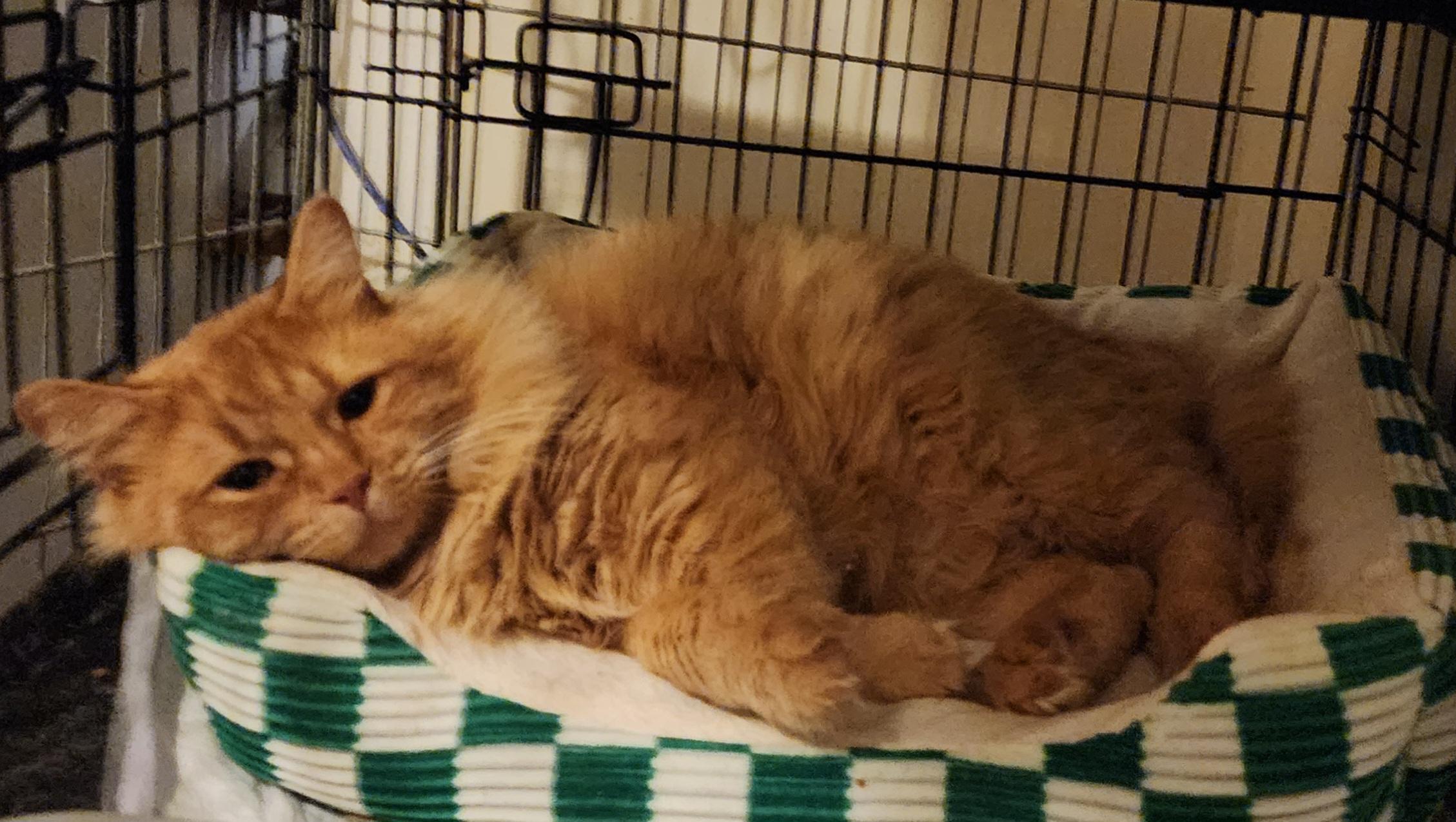 Huey, an adopted mixed breed in New York, NY image 2/4