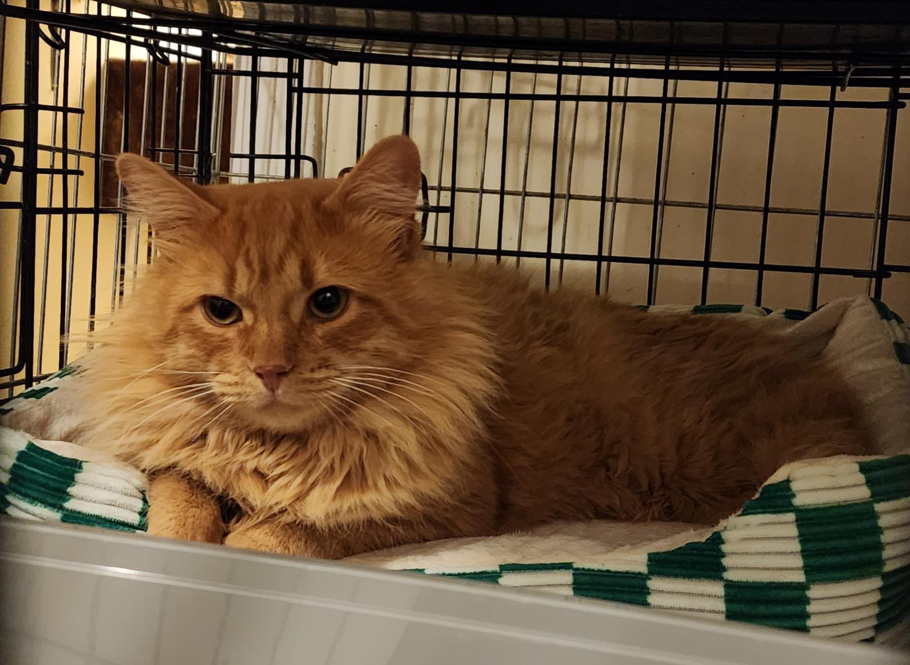 Huey, an adopted mixed breed in New York, NY image 3/4