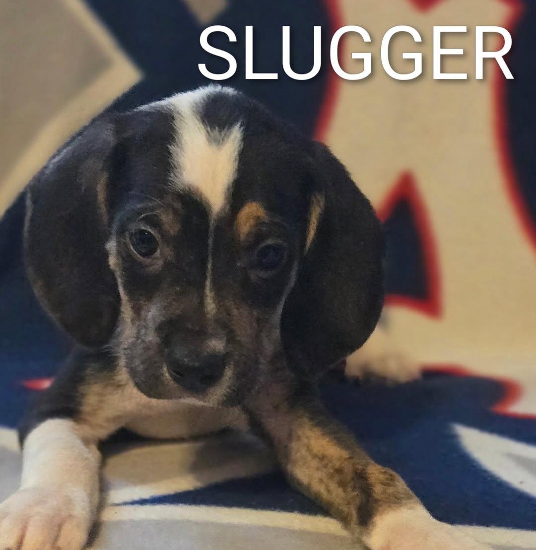 Slugger, Baby Male unknown