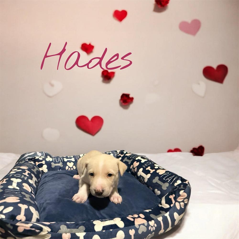 Hades, Adoptable, Puppy Male Husky & Shepherd.