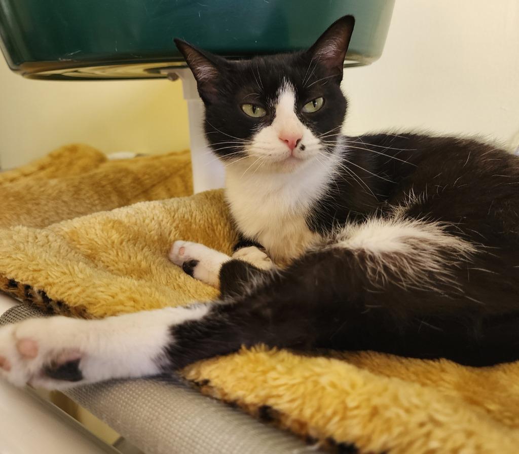 Cleocatra (Sea Foam), Adoptable, Young Female Domestic Short Hair.