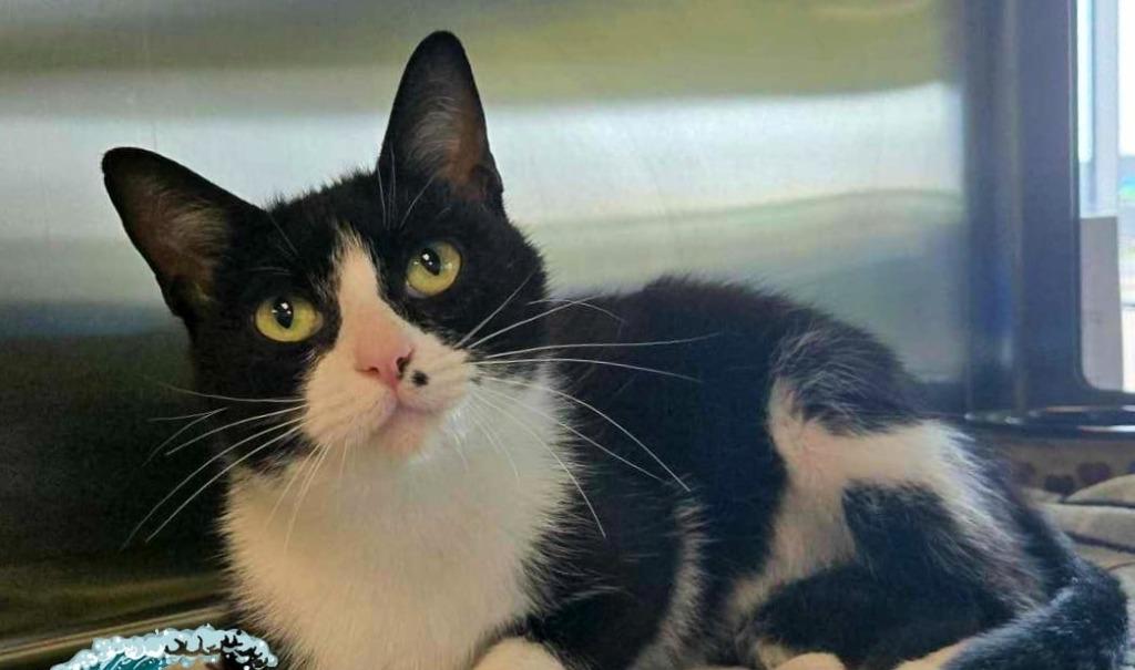 Cleocatra (Sea Foam), a Adoptable mixed breed in Blountville, TN image 2/2