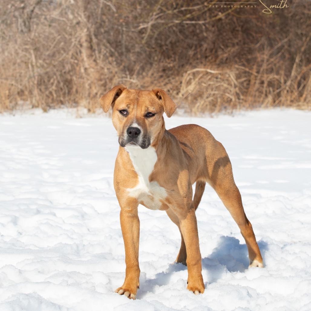 Ashley, Adoptable, Young Female Mixed Breed.