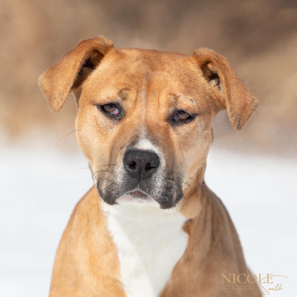 Ashley, a Adoptable Mixed Breed in Henderson, KY image 2/4