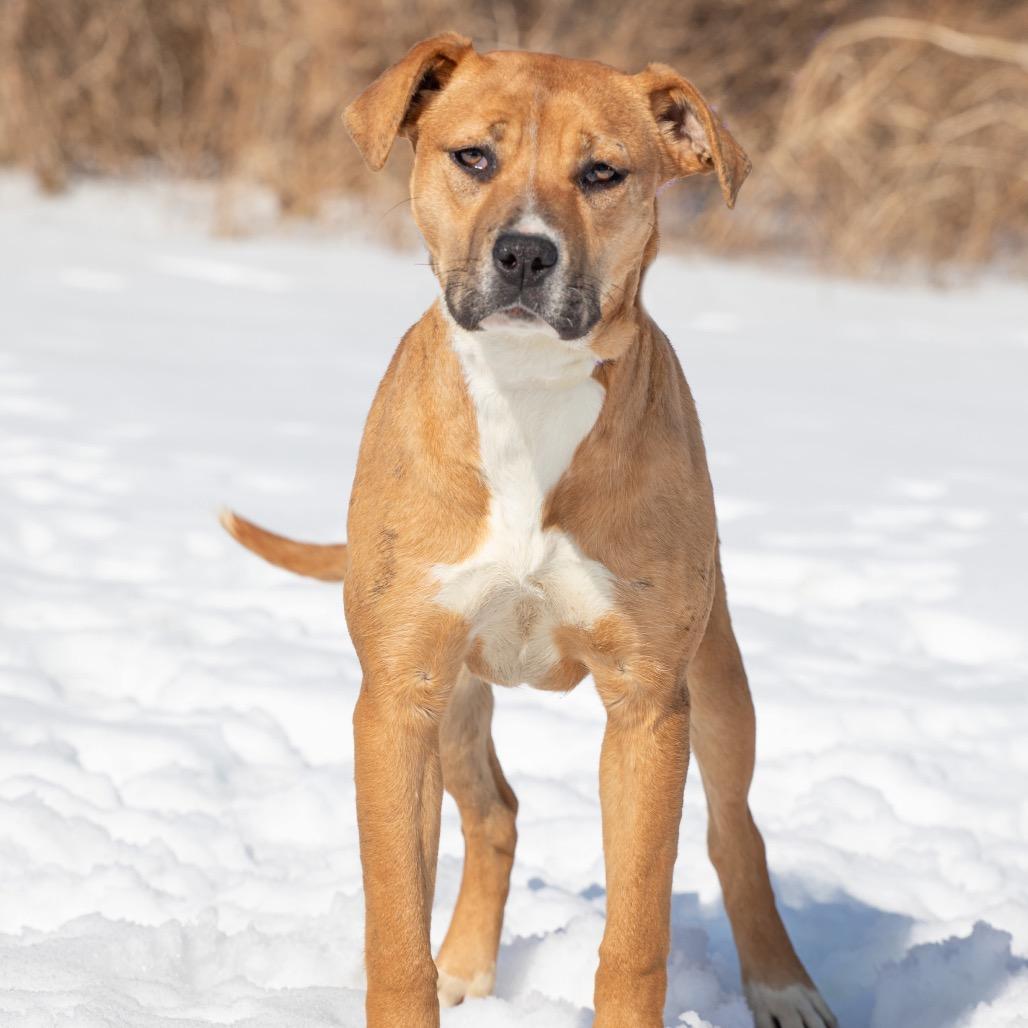 Ashley, a Adoptable Mixed Breed in Henderson, KY image 3/4